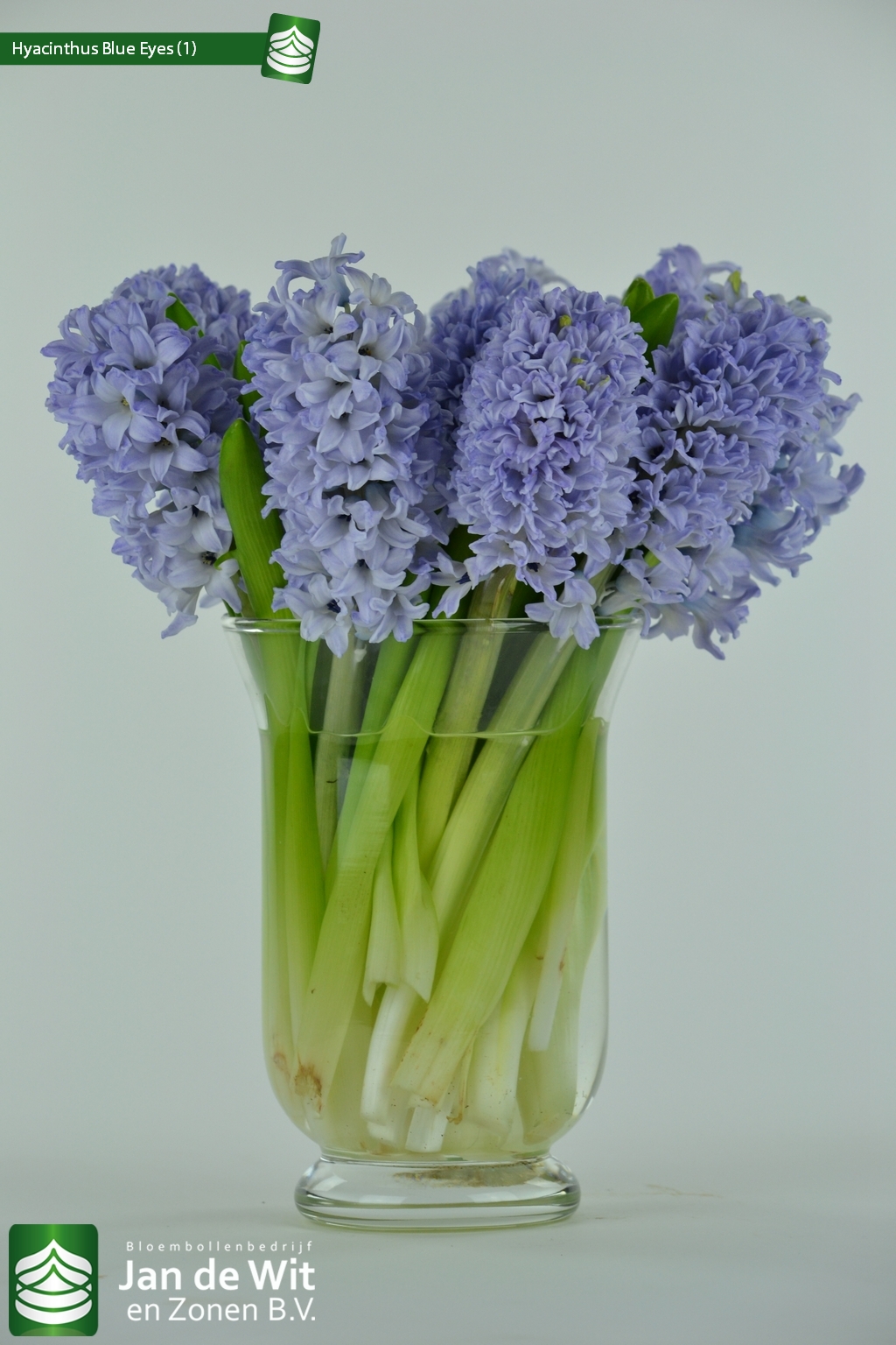 Photo Studio Shoot Of Hyacinthus 写真 Jan De Wit En Zonen B V