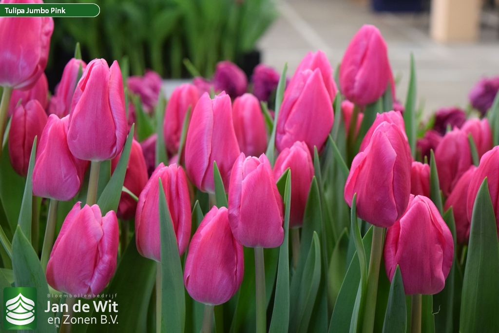 Tulip Trade Event 2019 assortment.