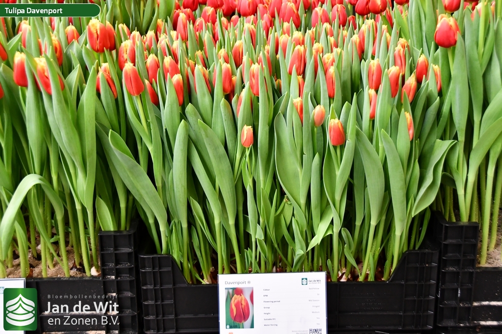 Davenport Tulip Jan De Wit En Zonen B V