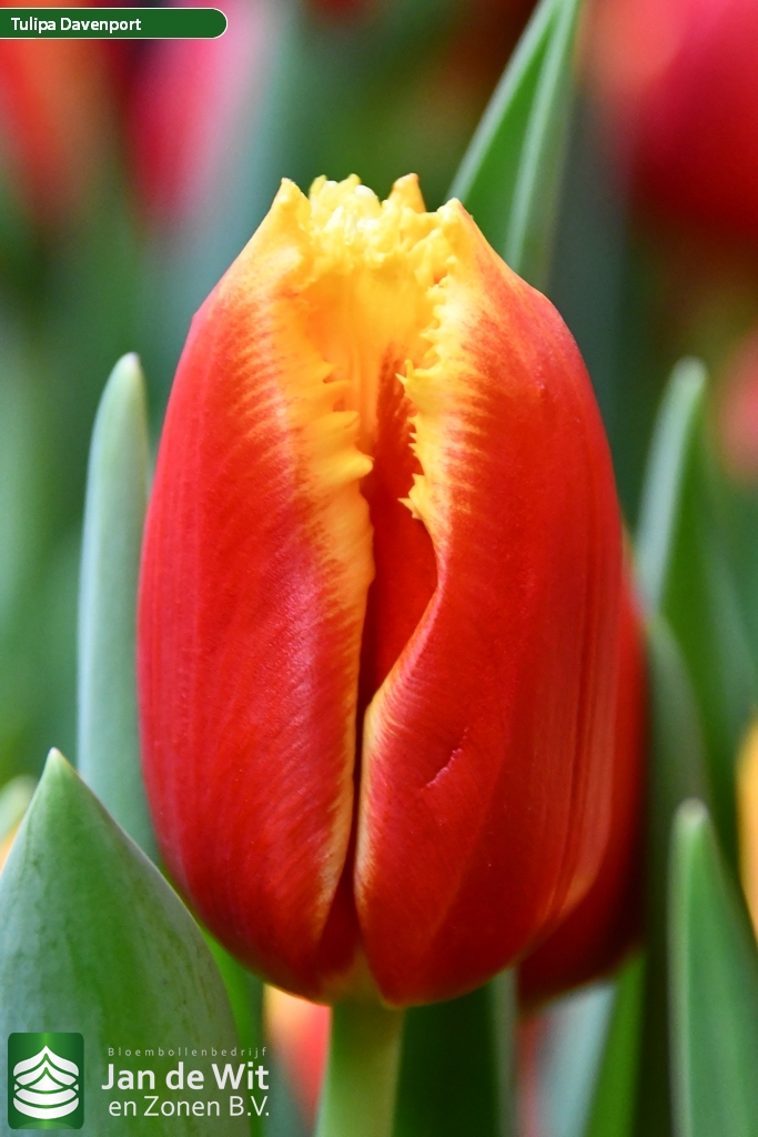 Davenport Tulip Jan De Wit En Zonen B V