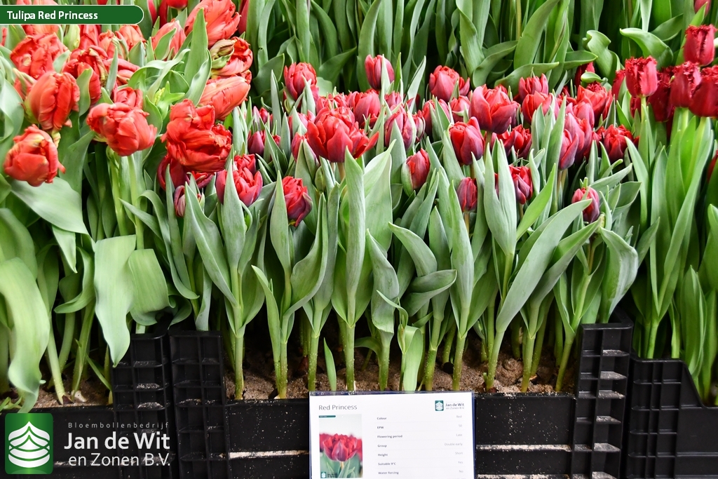 Afskedige får Spiller skak Red Princess | Tulip | Jan de Wit en Zonen B.V.