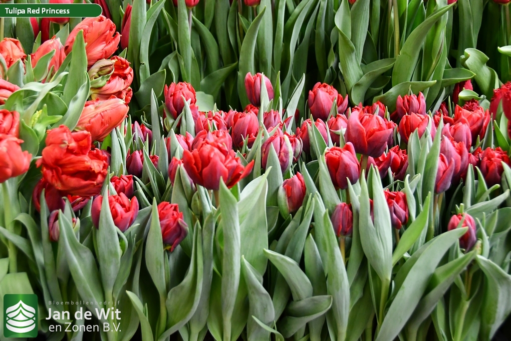 Afskedige får Spiller skak Red Princess | Tulip | Jan de Wit en Zonen B.V.