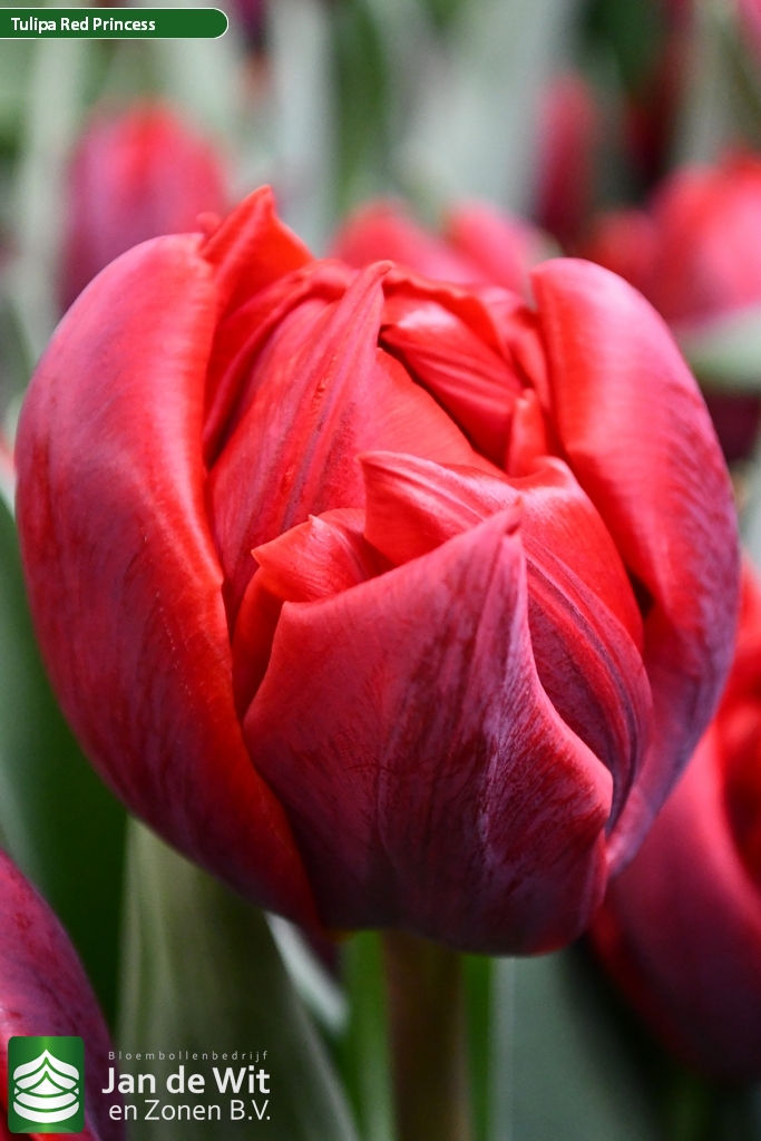 Afskedige får Spiller skak Red Princess | Tulip | Jan de Wit en Zonen B.V.