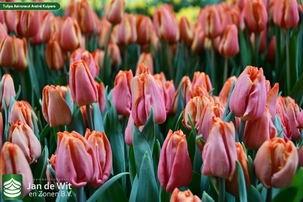 Astronaut André Kuipers ® | Tulip | Jan de Wit en Zonen B.V.