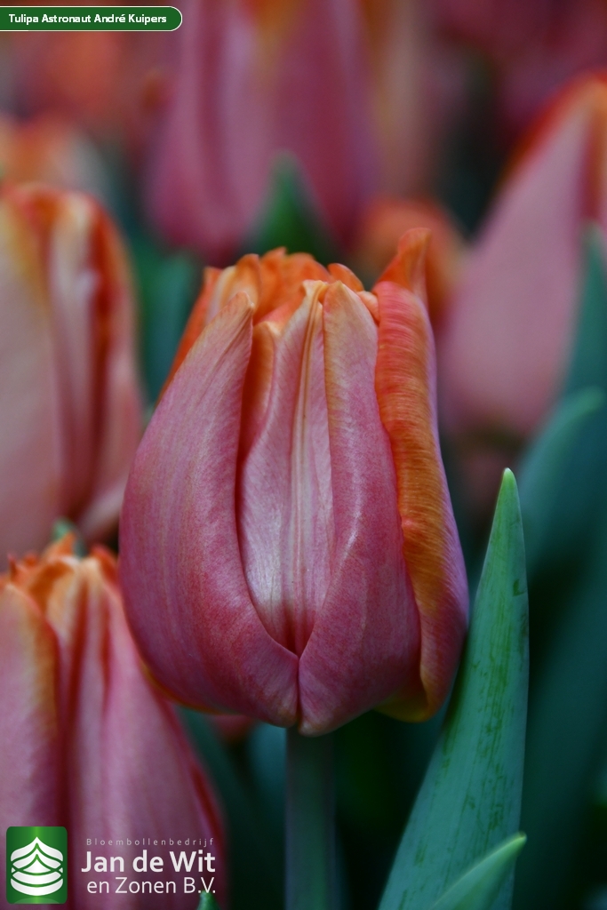 Astronaut André Kuipers ® | Tulip | Jan de Wit en Zonen B.V.