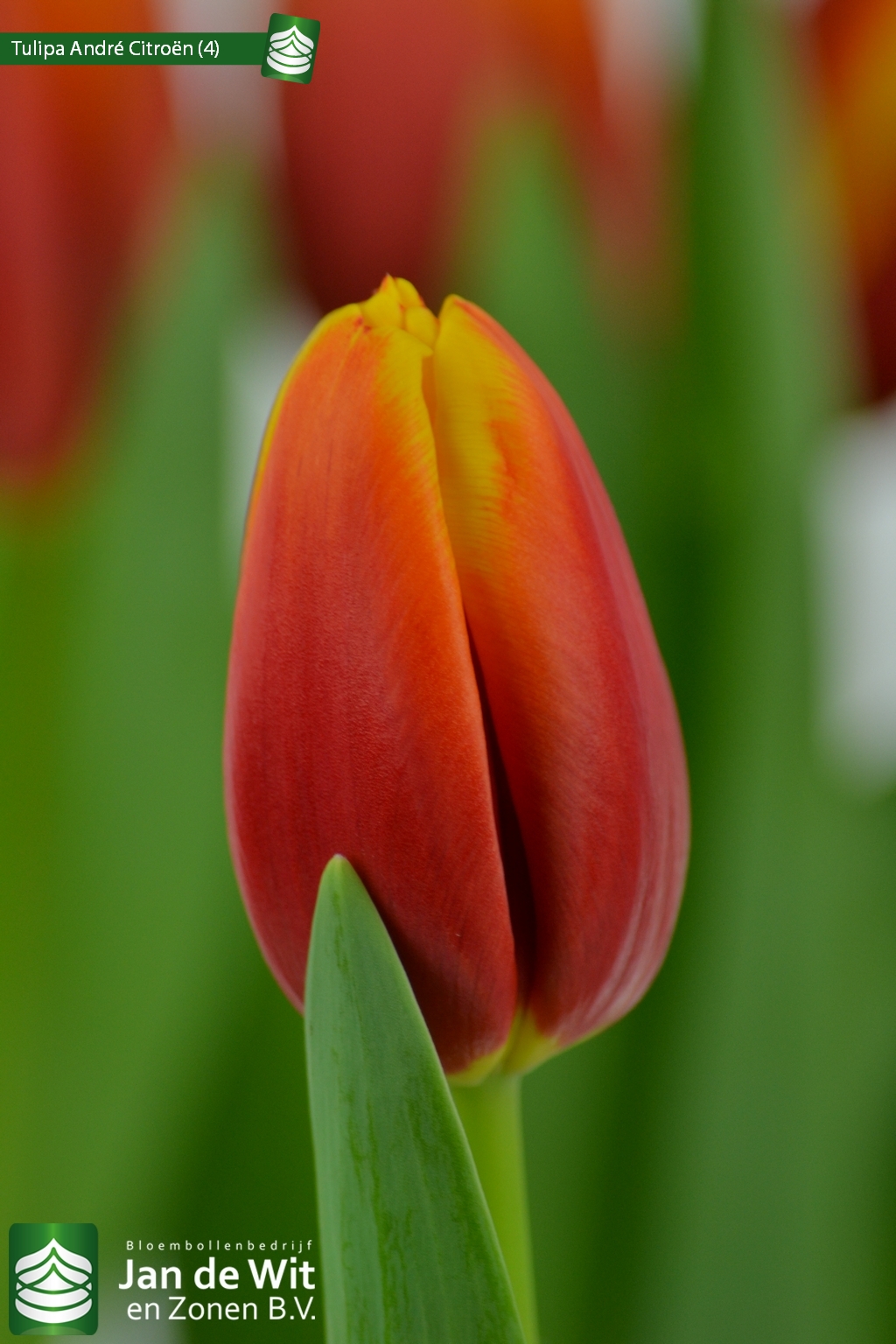 Андре ситроен тюльпан фото Photo studio shoot of Tulips Pictures Jan de Wit en Zonen B.V.