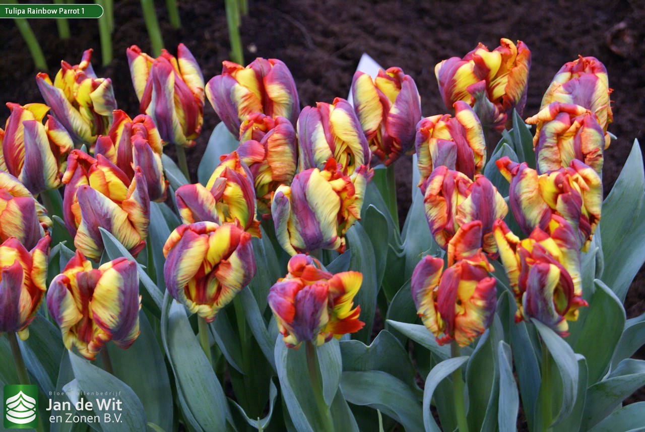 Tulipa Rainbow Parrot 1.