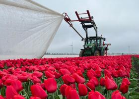 Plastic removed from tulip fields