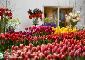 Show with spring flowering crops