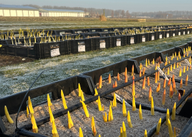 Our spring garden is reinstalled 