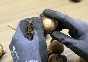 Peeling tulip bulbs