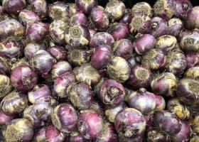 Hyacinth and narcissus bulbs arrived