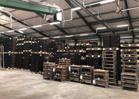 Bulbs ready for shipment