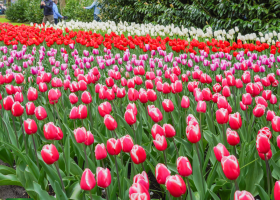 Jan de Wit en Zonen at Keukenhof 2025