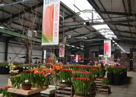 Visit us during the Tulip Trade Event