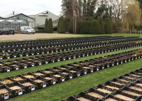 Tulips in test garden