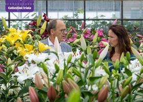Visit us during the Dutch Lily Days!