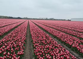 Tulip fields in April 2025