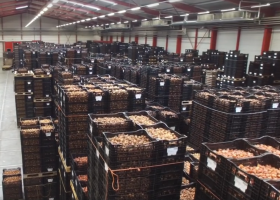 Preparing bulb shipments