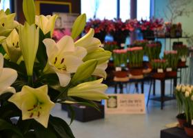 Trade Exhibition Zwaagdijk 2016