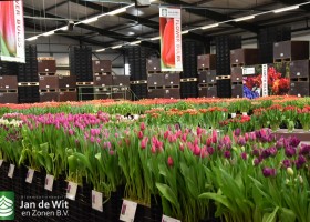 Online tulip event