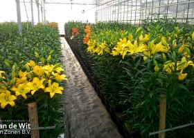 Lily test greenhouse 2016