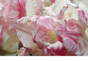 The 2025 tulip catalogue is here