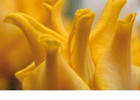 New tulip catalogue available 