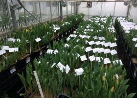 Tulip test greenhouse