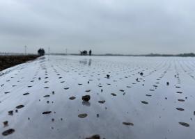 Покрытие полей тюльпанов пластиком