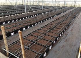 Samples planted in lily test greenhouse