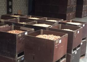 First tulip bulbs arrived