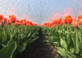 Tulips under plastic in bloom