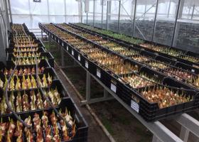 Tulips for Tulip Trade Event in greenhouse