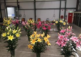 Lilies from test greenhouse
