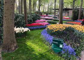 Our flowers in bloom at Keukenhof