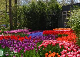 95th anniversary visit Keukenhof