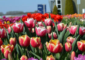 Show garden in full bloom