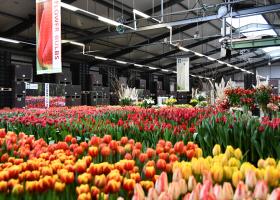 Tulip Trade Event 2022