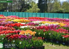 Test garden in bloom