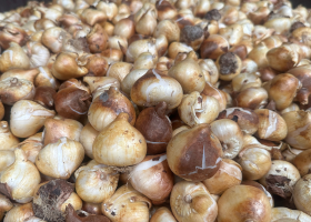 First tulip bulbs of harvest 2025 have arrived.