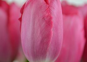 Studio photos cut tulips