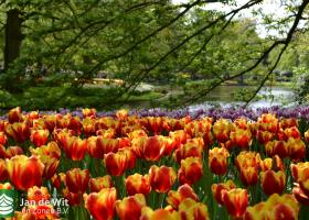 Floral splendour in the Keukenhof