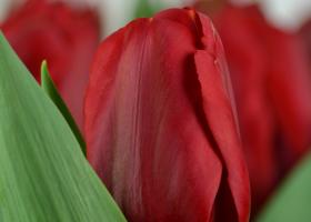 Tulip Red Label for Valentine's Day