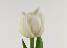 Tulip 'White Centennial' baptised