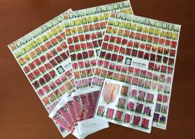 Tulip poster and brochure