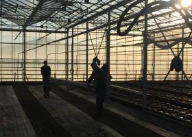 Lilies planted in test greenhouse