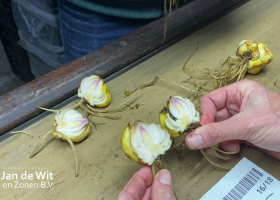 Подготовкa луковиц лилий 