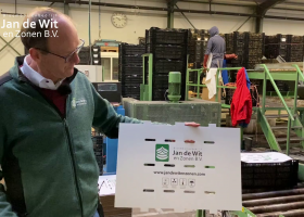 Подготовкa луковиц лилий (2)