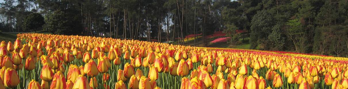 Parkbepflanzung (China)